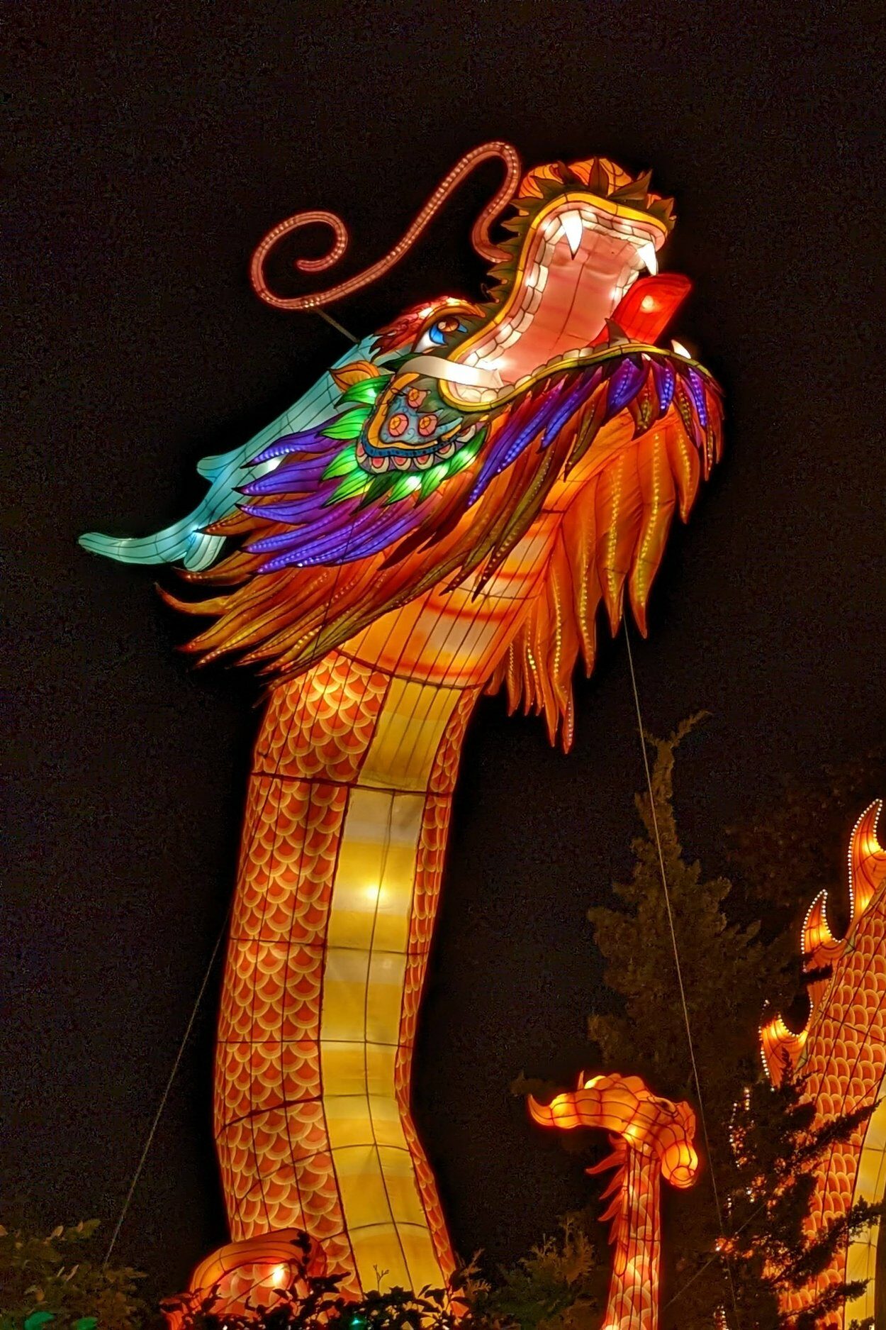 Roaring giant Asian dragon head lantern at the GloWild Lantern Festival at the Kansas City Zoo