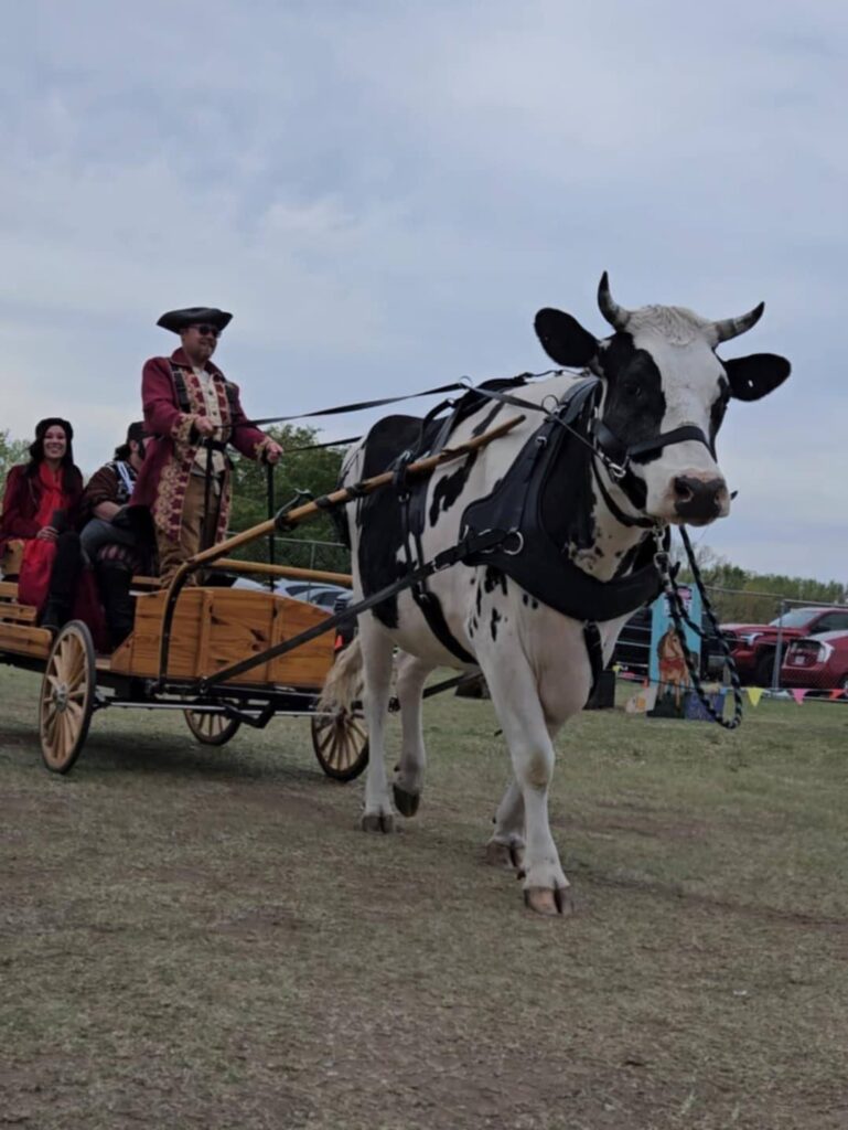 A black and white cow harnessed to a wagon pulling costumed characters